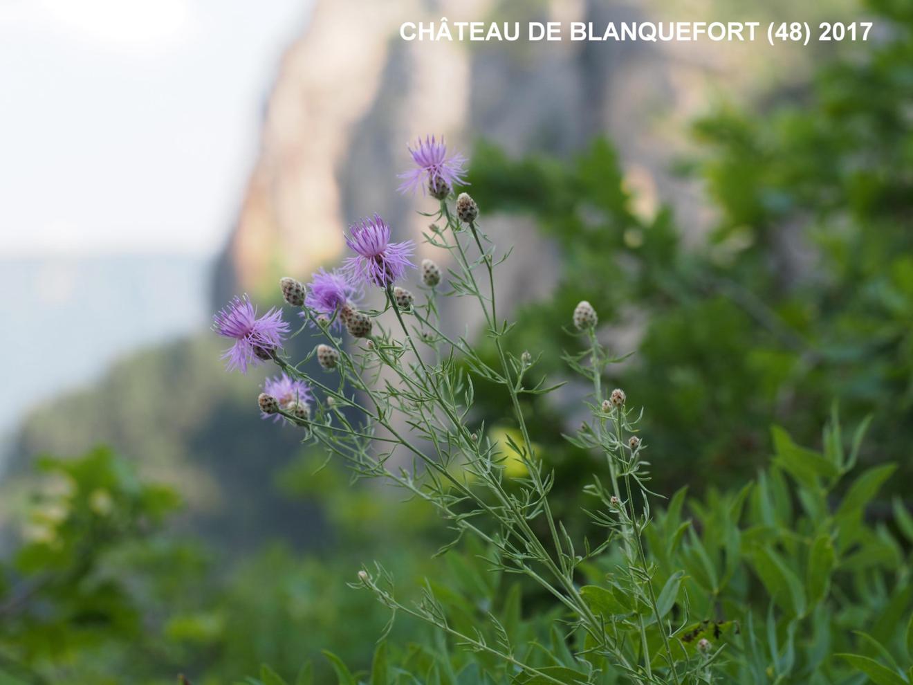 Knapweed, Cut-leaved